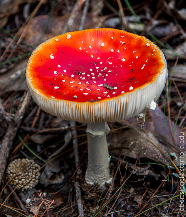 Amanita muscaria